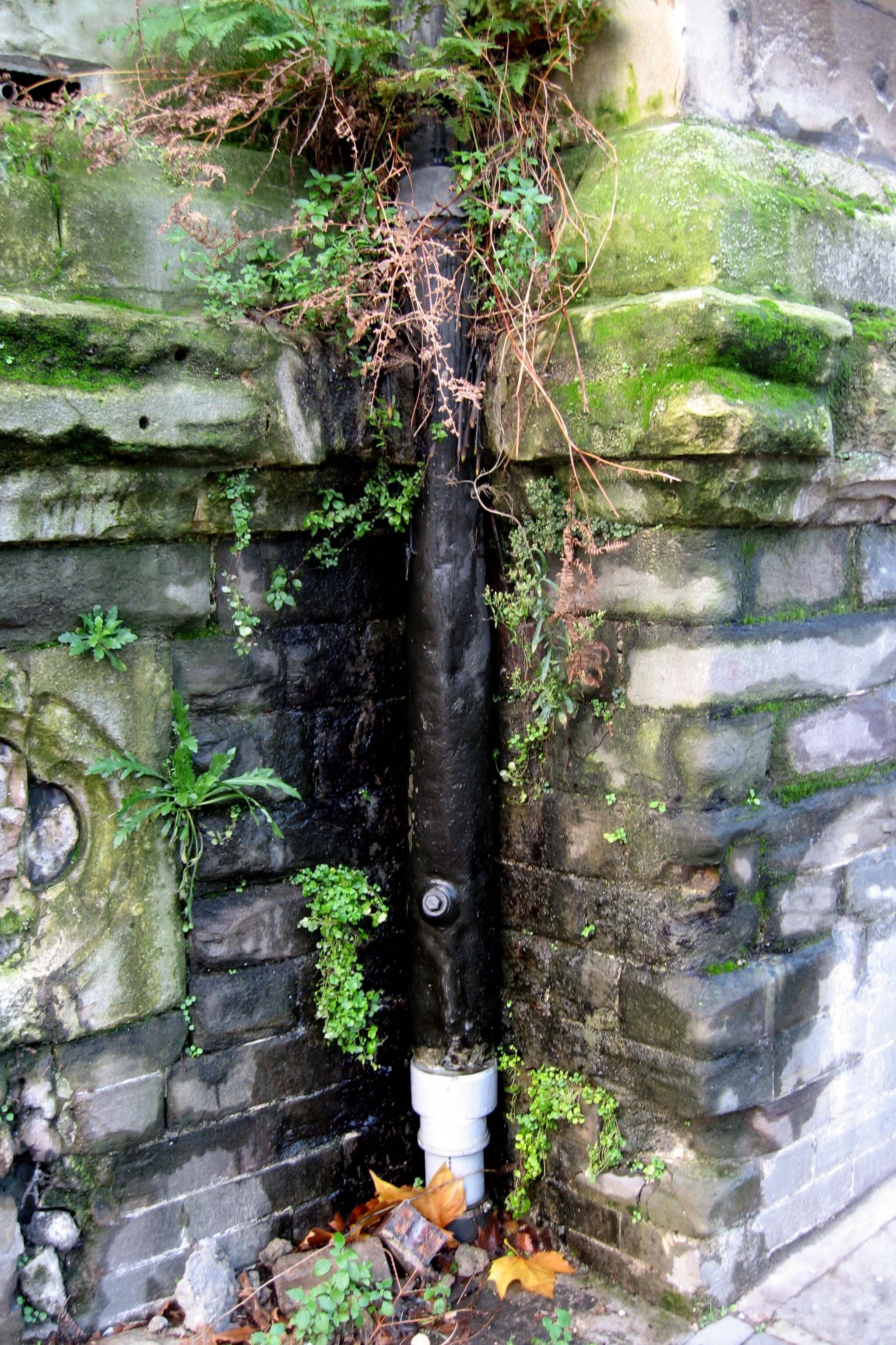 Blocked downpipe causing damp and vegetation to grow